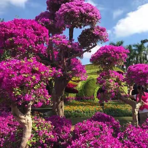 又是一年一度簕杜鹃花展