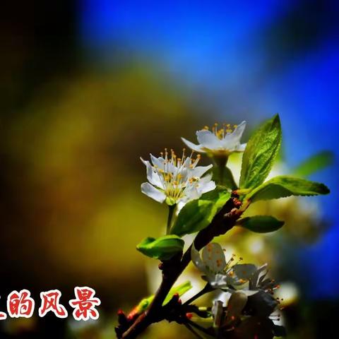 芳菲四月，不负春光，不负己