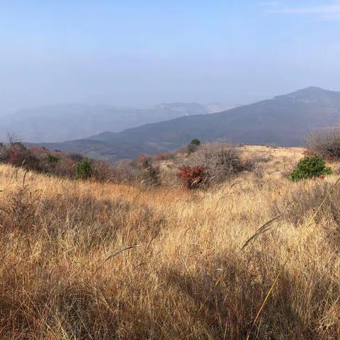 嵩山草甸——风景篇（1）