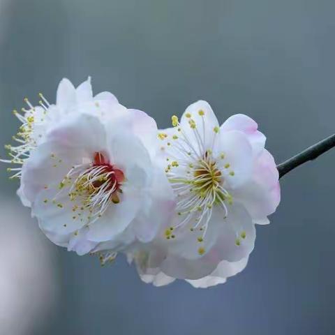 ❤️用心陪伴，春暖花开🌸东风幼儿园 停课不停学——北园中一班