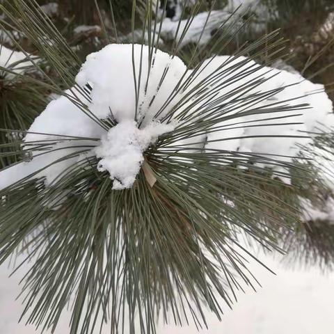 雪园，纯净，洁净，安静！