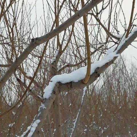 大雪压青松，青松挺且直。