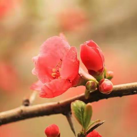 以爱为本，静待花开———礼渠学校一二年级语文第七周线上教学总结