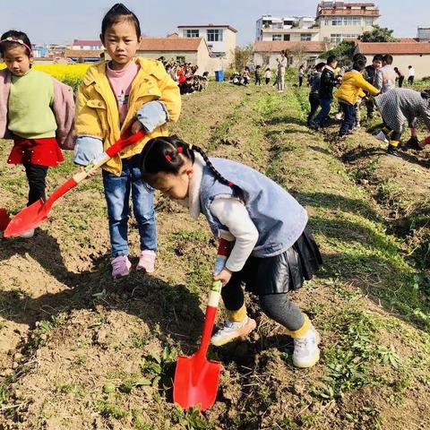 炉桥镇幼儿园开展社区活动《茶树知多少》