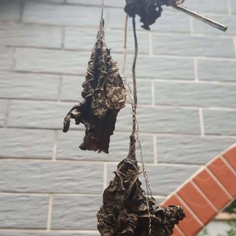 自在枯秋索挂下，肥冬不忘孕春花