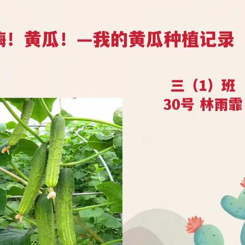 我的黄瓜种植观察记录