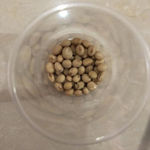 豆芽成长记—四（6）班 黄榆惠