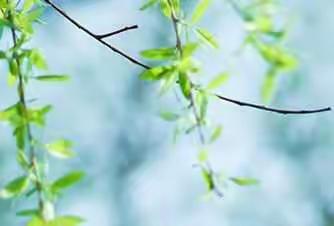 【锦绣社区】探奇神秘花园——家庭“绿意角”创意展示活动