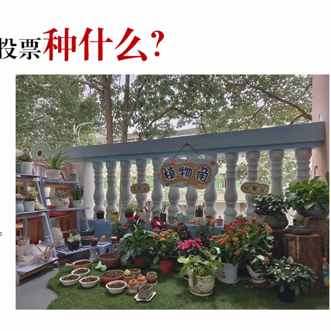 小一班植物角活动：你想种什么？