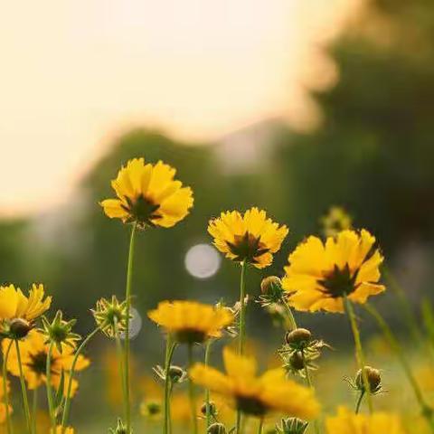 平玉县直幼儿园——“停课不停学，成长不停歇”今日份打卡喽！