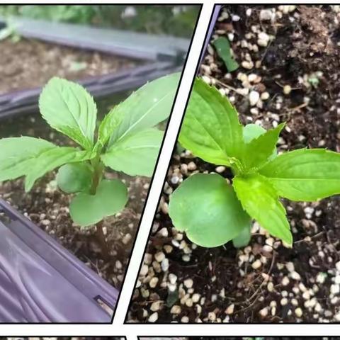 【星光学校】我与植物共成长（五4班）