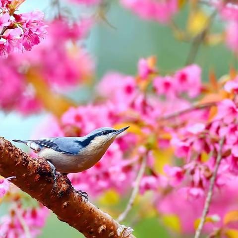 时间，花儿会告诉你