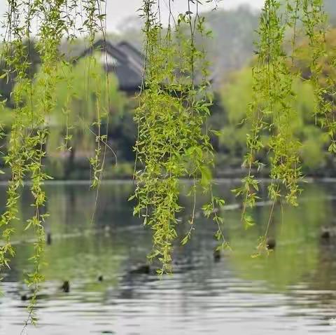 【🌱好雨知时节，当春乃发生】记临沭县石门镇中心小学四年级语文组—分享线上教学经验，提升网络教学质量