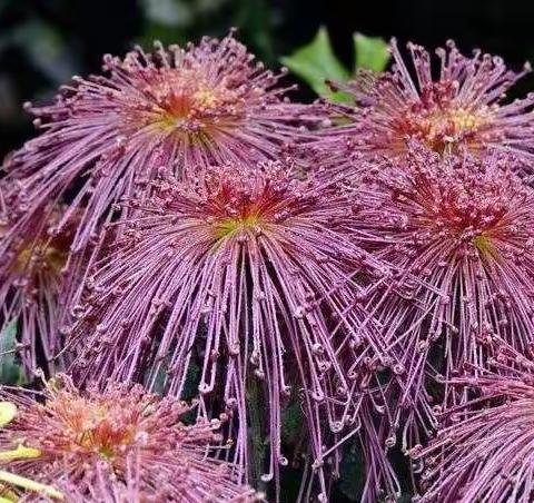 《诗词三首》文/郑朝英