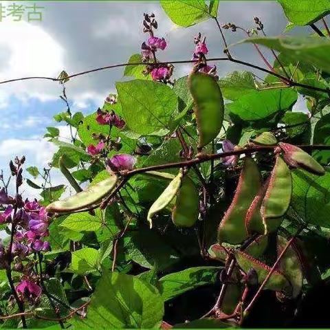 《连平州志》卷之八：物产,谷蔬果草木.花药竹禽兽.鳞甲虫食货