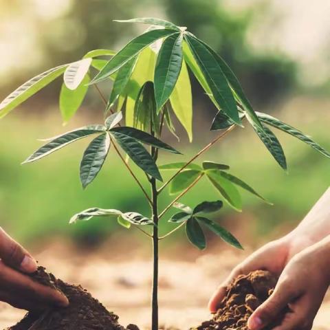 凤阳县总铺镇中心幼儿园植树节绿色环保创建行动主题活动