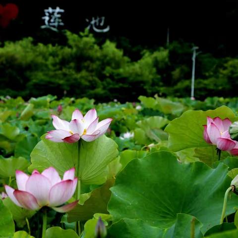 夏雨风荷—最美莲池