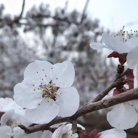 杏花年年依旧在，垂柳处处笑春风