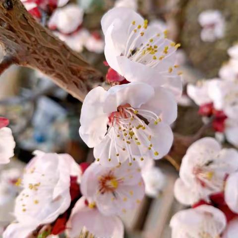 学习伴随教师路，遇见更好的自己                ——芍药山小学五年级语文统编教材培训纪实