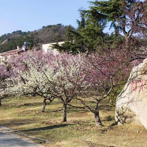 梅园、梅花、赏梅