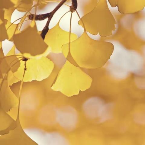 以研促教  以美育人——机关幼儿园美术教研组教研活动