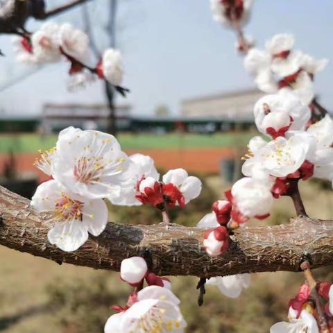 健康青春  直言以对——临沂青河实验学校初中部开展青春期性教育主题活动