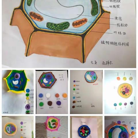 青河七年级学生作品——制作植物细胞和动物细胞模型