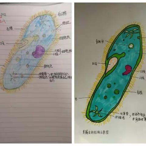 青河七年级学生作品——制作或绘制草履虫模型