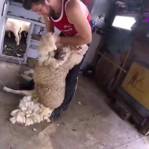 剪羊毛