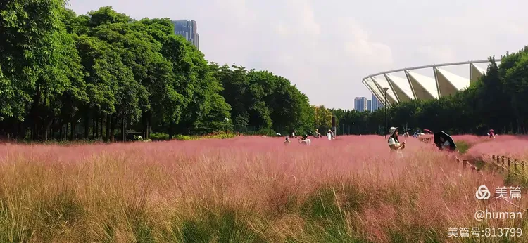 山东粉黛乱子草价格