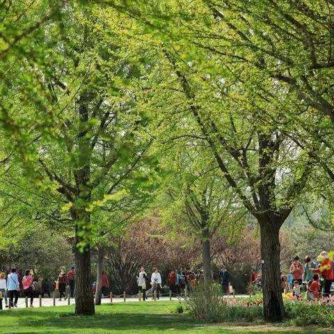 植树节的来源皋兰县三川口小学三年级四班达卓玉