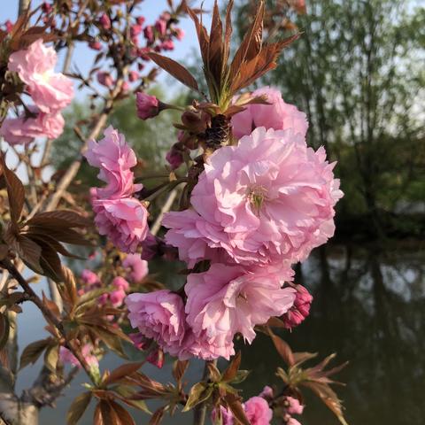 贡献巾帼力量，共建美丽家园