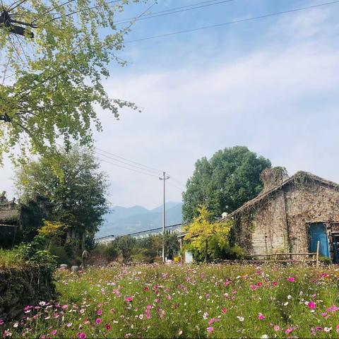 公司活动——记锦林佛手园游