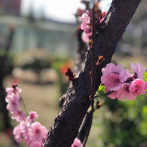 争做线上学习小标兵——齐河县第四实验小学四年级五班