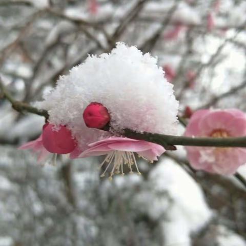 最妙的是下点儿雪呀！