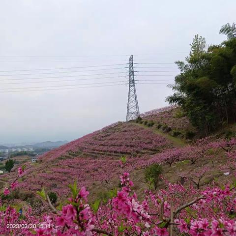 十里春风，桃花别样红！