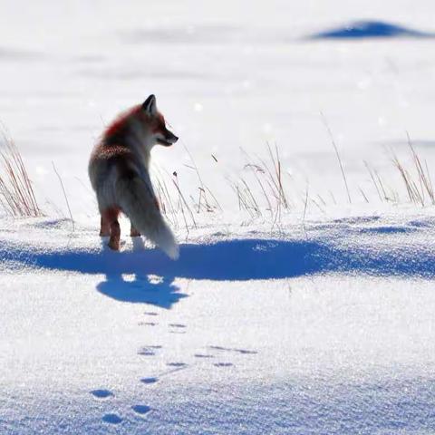 雪原与狐狸