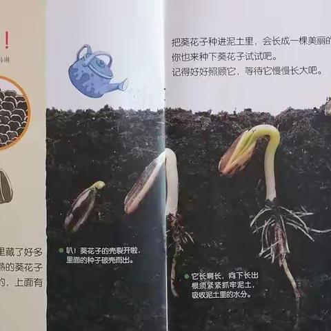 《播种希望•收获阳光》—向日葵种植上篇