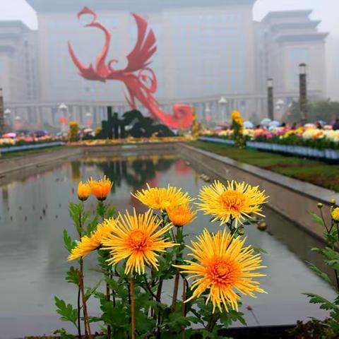 立冬冒雨陪父母赏菊