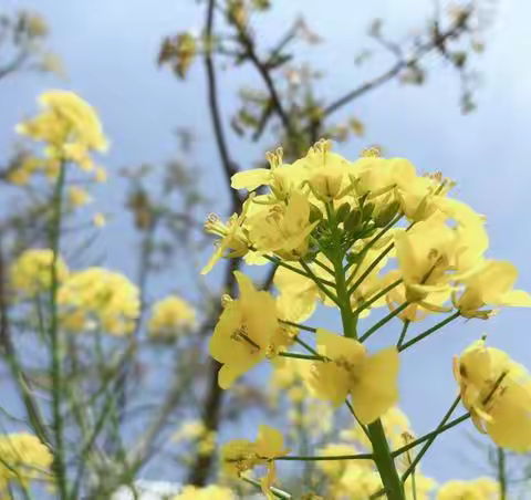 ——春暖花开，山河无恙                                             ——             塘沽未来学校三年级组