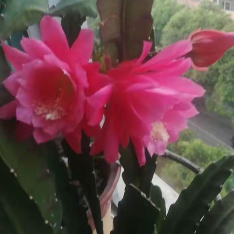 春意盎然——夏花依旧