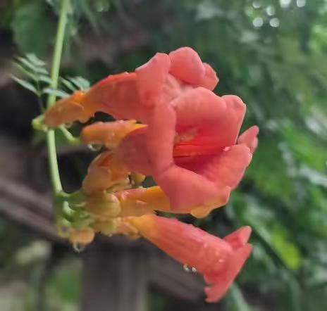 偶遇——喜庆藤花