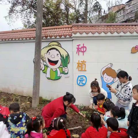 萌娃有点“田”——向阳小学附设幼儿园种植园体验月活动