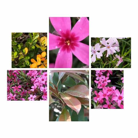 最美的样子——居家学习我最棒