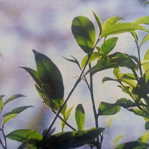 四喜茶业茶学课堂，新春第一课——绿茶篇