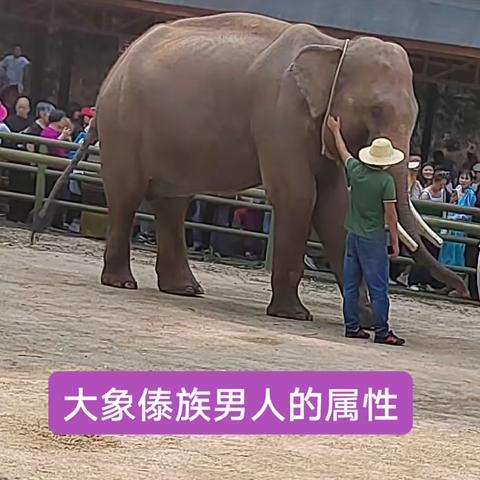 云游西双版纳之二野象谷和景洪亚洲最大的不夜城