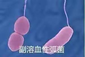 预防食物中毒之副溶血性弧菌篇——第十五周食谱