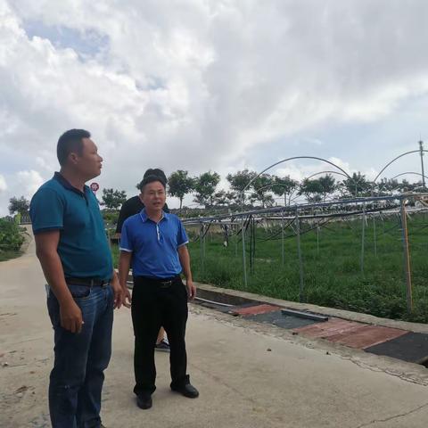 天涯区退役军人服务中心陈小云主任带队到梅村了解退役军人产业情况与开展走访工作