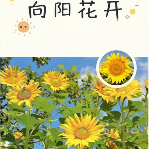 柳絮因风起   葵花向日倾——记清水河县逸夫小学线上教学教师风采（五）