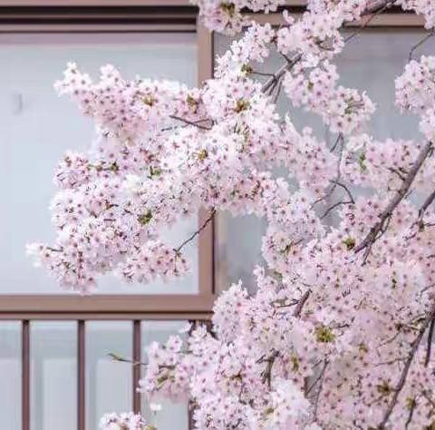 我和大树🌳做游戏——中二班《春暖花开》微课与你相约♥️